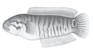Channa asiatica (七星鱧)