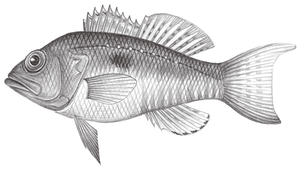 Chelidoperca hirundinacea (燕赤鮨)縮圖