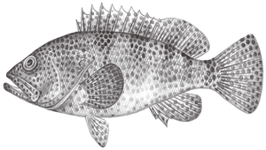 Epinephelus spilotoceps (吻斑石斑魚)縮圖
