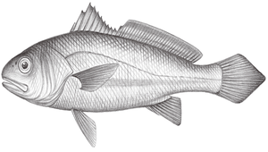 Larimichthys polyactis (小黃魚)-資源代表圖