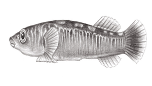 Pherallodus indicus (印度異齒喉盤魚)縮圖