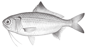 Polymixia berndti (貝氏鬚銀眼鯛)縮圖