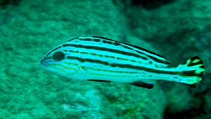 Plectorhinchus pictus (胡椒鯛)-資源代表圖