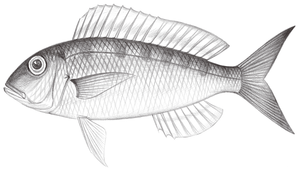 Nemipterus furcosus (紅金線魚)縮圖