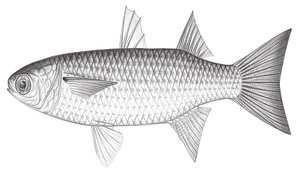 Moolgarda perusii (佩氏莫鯔)-資源代表圖
