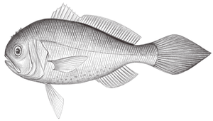 Collichthys lucidus (棘頭梅童魚)-資源代表圖