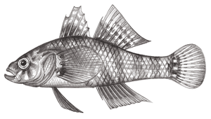 Butis koilomatodon (花錐脊塘鱧)縮圖