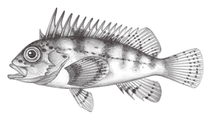 Ocosia fasciata (條紋線鮋)縮圖