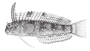 Petroscirtes mitratus (高鰭跳岩鳚)縮圖