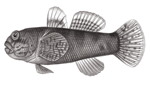 Bathygobius cyclopterus (圓鰭深鰕虎)-資源代表圖