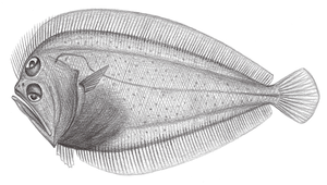 Chascanopsetta lugubris (大口長頜鮃)縮圖