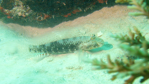 Exyrias belissimus (黑點鸚鰕虎)縮圖