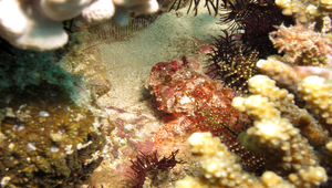 Parascorpaena mossambica (莫三比克圓鱗鮋)-資源代表圖
