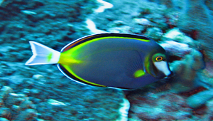 Acanthurus japonicus (日本刺尾鯛)縮圖