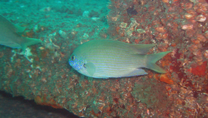 Teixeirichthys jordani (喬氏細鱗雀鯛)縮圖