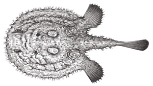 Halieutaea fitzsimonsi (費氏棘茄魚)-資源代表圖