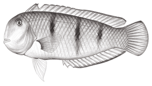 Iniistius trivittatus (三帶項鰭魚)-資源代表圖