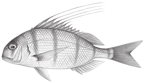 Argyrops bleekeri (布氏長棘鯛)縮圖