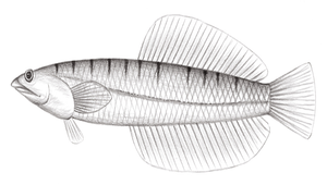 Limnichthys nitidus (沙鱚)縮圖