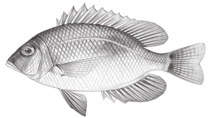 Wattsia mossambica (莫三比克脊頜鯛)縮圖