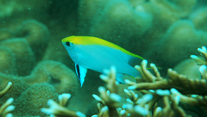 Neoglyphidodon melas (黑新刻齒雀鯛)