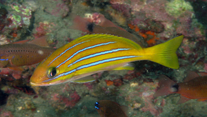 Lutjanus kasmira (四線笛鯛)