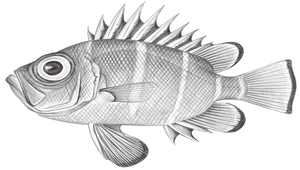 Pristigenys niphonia (日本大鱗大眼鯛)