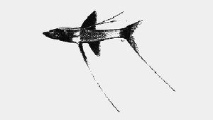Bathypterois guentheri (貢氏深海狗母魚)