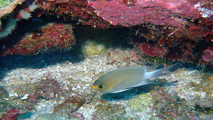 Chromis ovatiformes (卵形光鰓雀鯛)縮圖