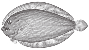 Parabothus taiwanensis (臺灣擬鮃)縮圖