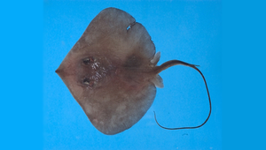Dasyatis acutirostra (尖吻魟)