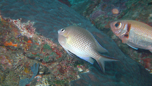 Chromis ternatensis (三葉光鰓雀鯛)