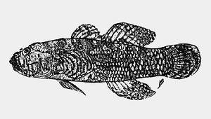 Callogobius flavobrunneus (黃棕硬皮鰕虎)縮圖