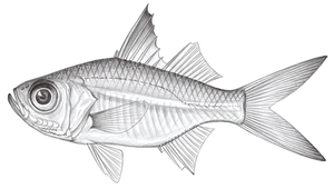 Ambassis urotaenia (尾紋雙邊魚)