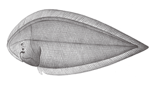 Paraplagusia blochii (布氏鬚鰨)縮圖
