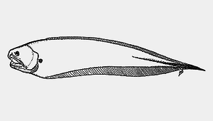 Onuxodon parvibrachium (短臂鈎隱魚)