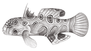 Synchiropus picturatus (變色連鰭䲗)