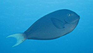 Acanthurus thompsoni (黃尾刺尾鯛)縮圖