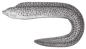 Gymnothorax pseudothyrsoideus (淡網紋裸胸鯙)