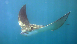 Aetobatus narinari (納氏鷂鱝)