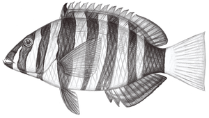 Choerodon fasciatus (七帶豬齒魚)