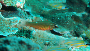 Ostorhinchus moluccensis (摩鹿加鸚天竺鯛)縮圖