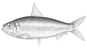 Sardinella lemuru (黃小沙丁魚)
