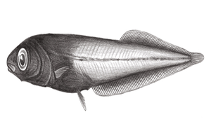 Leptoderma retropinna (連尾細皮黑頭魚)縮圖