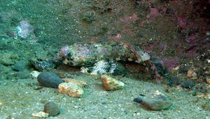 Synchiropus ocellatus (眼斑連鰭䲗)縮圖