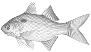 Polydactylus microstomus (小口多指馬鮁)