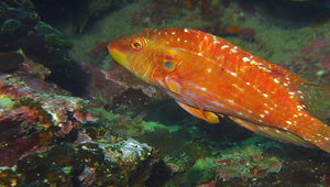 Pteragogus aurigarius (長鰭鸚鯛)縮圖