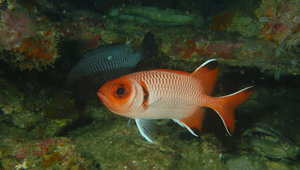 Myripristis botche (柏氏鋸鱗魚)