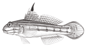 Valenciennea muralis (石壁范式塘鱧)縮圖