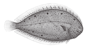 Solea ovata (卵鰨)縮圖